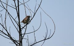 Ammodramus humeralis