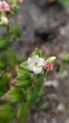 Viviania marifolia