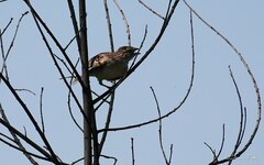 Ammodramus humeralis