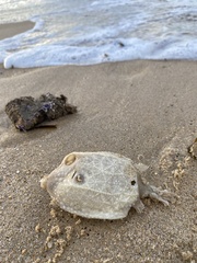 Anoplocapros inermis