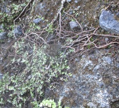 Hipparchia tamadabae