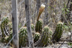 Trichocereus candicans