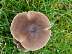 Dermoloma cuneifolium