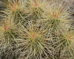 Echinocereus stramineus