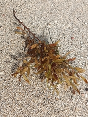 Sargassum fluitans