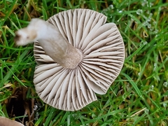 Dermoloma cuneifolium