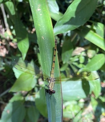 Diphlebia euphoeoides