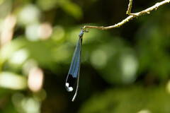 Megaloprepus diaboli