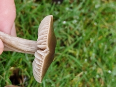 Dermoloma cuneifolium