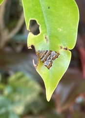 Choreutis