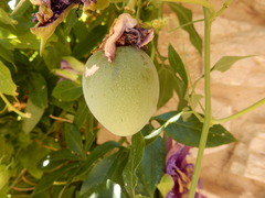 Passiflora
