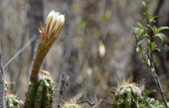Trichocereus candicans