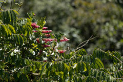 Cavendishia bracteata