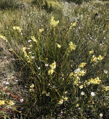 Stackhousia aspericocca