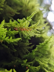 Dendroalsia abietina