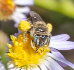 Anthophorula