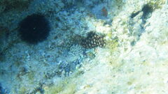 Holothuria sanctori
