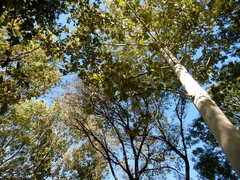 Platanus mexicana