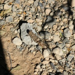 Trimerotropis pallidipennis