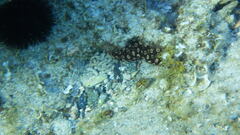 Holothuria sanctori