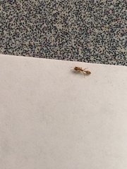 Pseudomyrmex