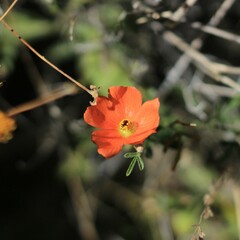 Sphaeralcea ambigua