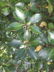 Pittosporum colensoi