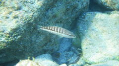 Serranus cabrilla