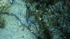 Serranus cabrilla
