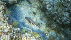 Serranus cabrilla
