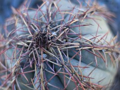 Echinocactus horizonthalonius