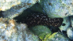 Holothuria sanctori
