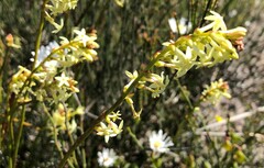 Stackhousia aspericocca