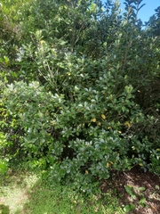 Pittosporum colensoi