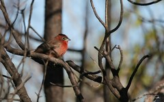 Coryphospingus cucullatus