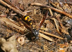 Phimenes flavopictus blanchardi