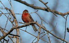 Coryphospingus cucullatus