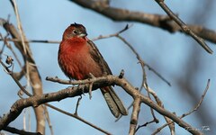 Coryphospingus cucullatus