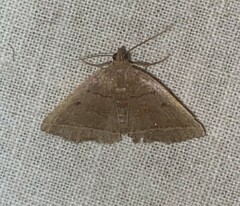 Zanclognatha jacchusalis