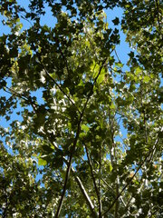Platanus mexicana