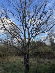 Maclura