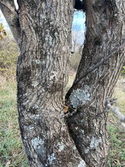 Maclura