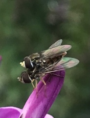 Toxomerus marginatus