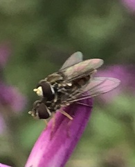 Toxomerus marginatus