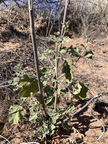 Sphaeralcea incana, photograph 6