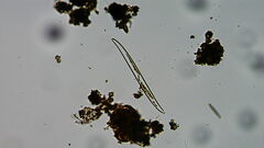 Bacillariophycidae