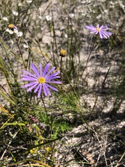 Olearia ciliata
