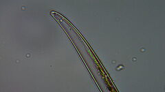 Bacillariophycidae