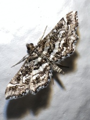 Diasemiopsis ramburialis