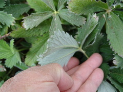 Potentilla gracilis